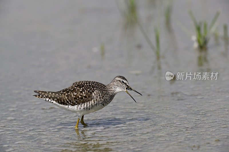 木鹬（Tringa glareola）